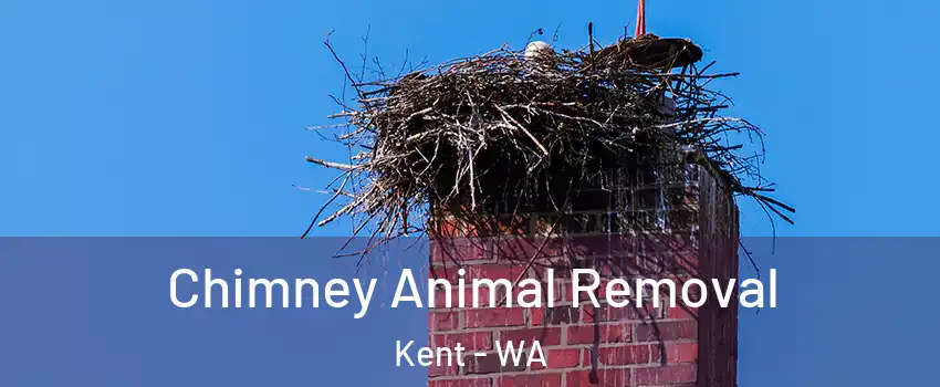  Chimney Animal Removal Kent - WA