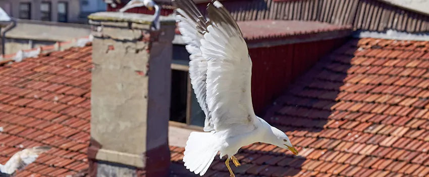 Residential Chimney Animal Removal Solution in Kent, WA