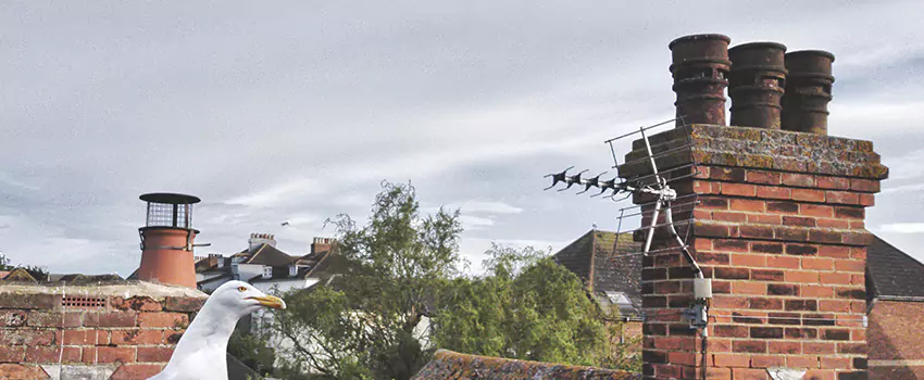 Chimney Cleaning And Restoration in Kent, Washington